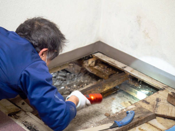 Camanche, IA Mold Removal Company