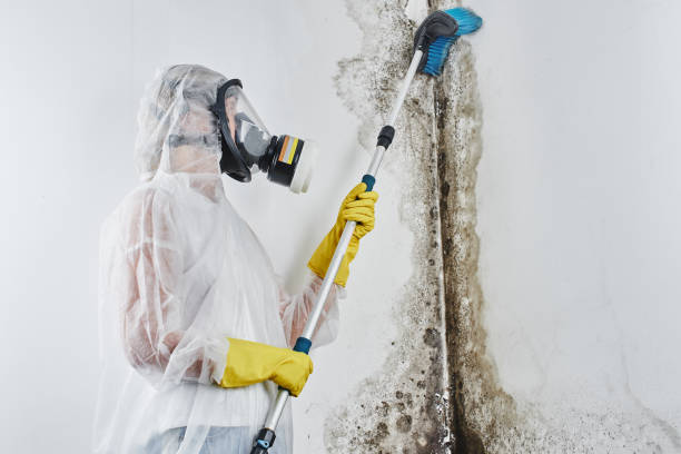 Best Affordable Mold Removal  in Camanche, IA