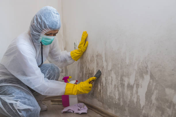 Best Commercial Mold Removal  in Camanche, IA