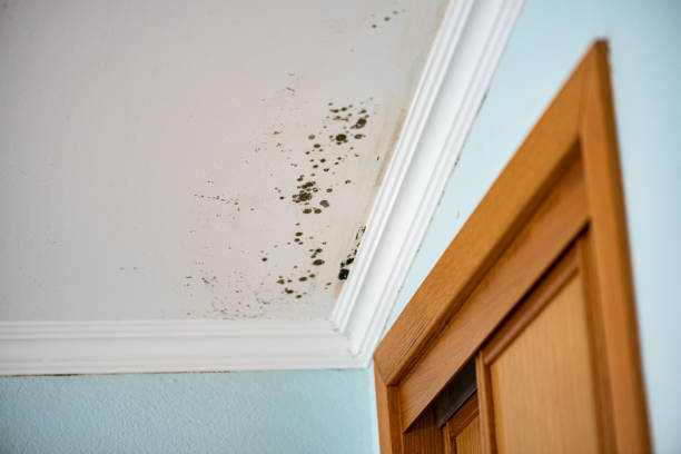 Best Professional Mold Removal  in Camanche, IA