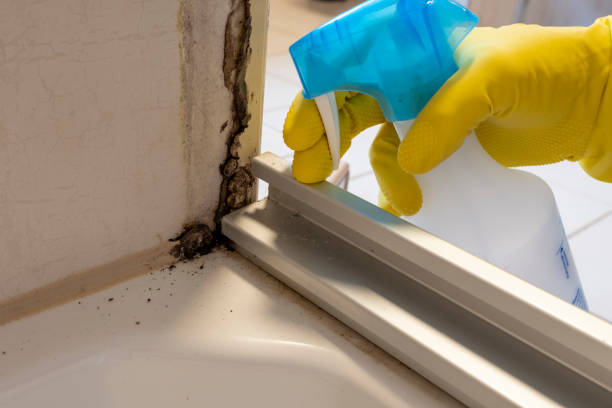 Best Black Mold Removal  in Camanche, IA