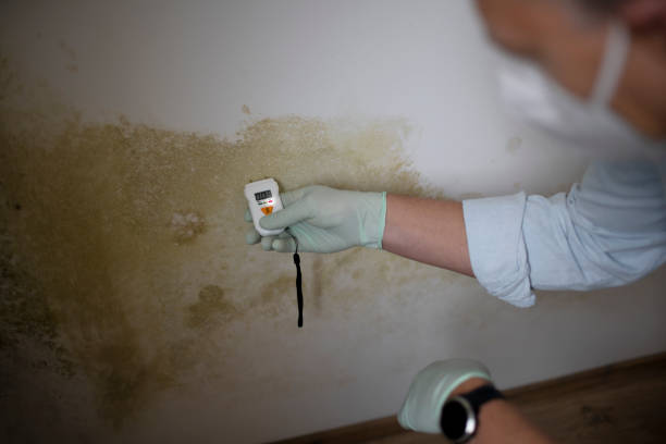 Best Mold Cleaning Services  in Camanche, IA
