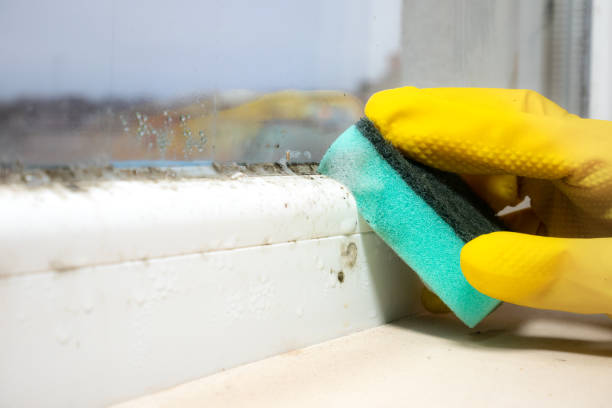 Best Mold Removal Near Me  in Camanche, IA