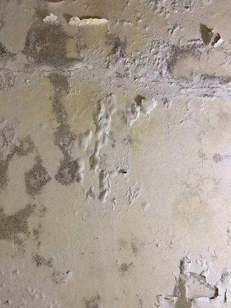 Best Attic Mold Removal  in Camanche, IA