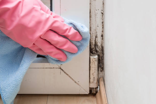 Home Mold Removal in Camanche, IA