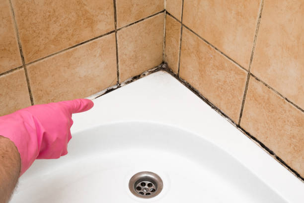 Best Certified Mold Removal  in Camanche, IA